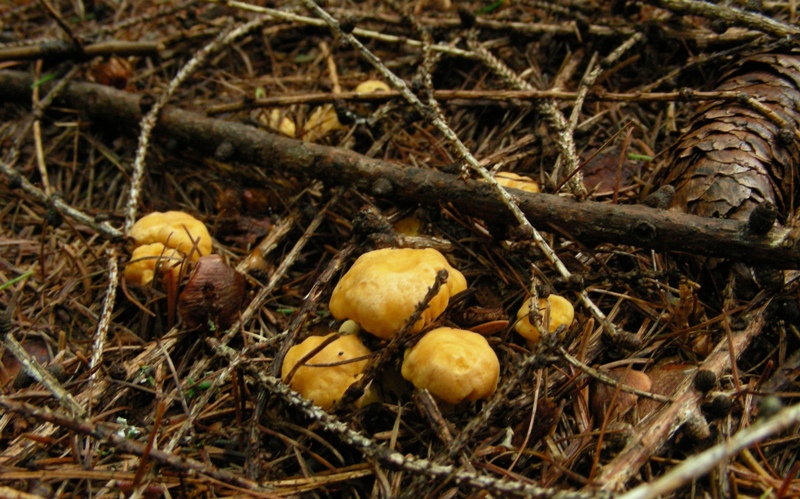 Facciamo due passi tra gli abeti